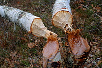 Eurasian beaver (Castor fiber) cuttings and gnawings on birch (Betula sp) Telemark, Norway. July.