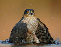 Eurasian Sparrowhawk (Accipiter nisus) male bathing. Hungary, May.