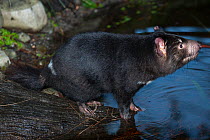 Tasmanian devil (Sarcophilus laniarius) by stream, Healesville Sanctuary, Healesville, Victoria, Australia. Captive. Endangered species, endemic to Tasmania.