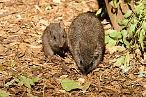 Long-nosed potoroo (Potorous tridactylus) mother and baby at night, captive at Taronga Zoo, Sydney, New South Wales, Australia. Native to the eastern Australia.