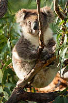 Koala (Phascolarctos cinereus) male, Mikkira Station, Port Lincoln, South Australia, Australia.