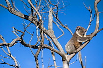 Koala (Phascolarctos cinereus) in overgrazed Eucalyptus tree, Raymond Island, Paynesville, Victoria, Australia.