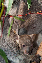Koala (Phascolarctos cinereus) mother and baby, Australian Reptile Park, Gosford, NSW, Australia. Captive.