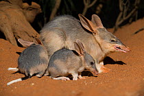 Greater bilby (Macrotis lagotis) mother with babies, captive at Adelaide zoo, Adelaide, South Australia, Australia. Vulnerable species. Endemic.