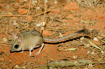 Kultarr (Antechinomys laniger) captive at Desert Park, Alice Springs, Northern Territory, Australia.  Endemic.