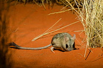 Kultarr (Antechinomys laniger) captive at Desert Park, Alice Springs, Northern Territory, Australia. Endemic.