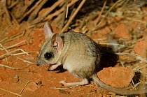 Kultarr (Antechinomys laniger) captive at Desert Park, Alice Springs, Northern Territory, Australia. Endemic.