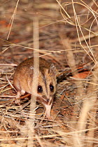 Striped-face Dunnart (Sminthopsis macroura) captive at Desert Park, Alice Springs, Northern Territory, Australia.