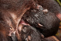 Tasmanian devil (Sarcophilus harrisii) babies suckling, Australian Reptile Park, Gosford, New South Wales, Australia. Captive. Endangered species.