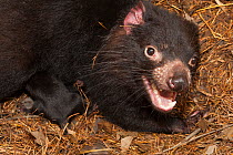 Tasmanian devil (Sarcophilus harrisii) portrait, Australian Reptile Park, Gosford, New South Wales, Australia. Captive. Endangered species.