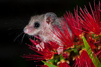 Southwestern pygmy possum (Cercartetus concinnus) on flower, Denmark, Western Australia, Australia. Captive.