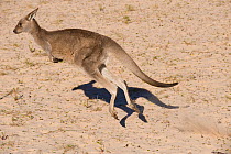 Eastern grey kangaroo (Macropus giganteus) jumping, Pebbly Beach, Ulladulla, New South Wales, Australia.