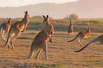 Eastern grey kangaroo (Macropus giganteus) herd, Yuraygir National Park, Grafton, New South Wales, Australia.