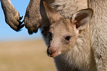 Eastern grey kangaroo (Macropus giganteus) joey in pouch, Pebbly Beach, Ulladulla, NSW, Australia.