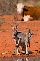 Red kangaroo (Macropus rufus) mother and joey at water hole, Kilcowera station, Thargomindah, Queensland, Australia.