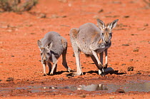 Red kangaroo (Macropus rufus) mother and joey at water hole, Kilcowera station, Thargomindah, Queensland, Australia.