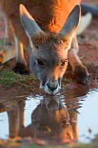 Red kangaroo (Macropus rufus) drinking at water hole, Kilcowera station, Thargomindah, Queensland, Australia.