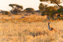 Red kangaroo (Macropus rufus) in habitat,  Seemore Downs, Kinclaven, Rawlinna, Western Australia, Australia.