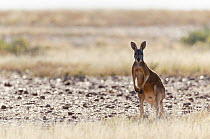 Red kangaroo (Macropus rufus) in habitat, Astrelba Downs National Park, Bedourie, Queensland, Australia.