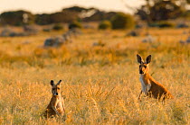 Red kangaroo (Macropus rufus) two in habitat, Seemore Downs, Kinclaven, Rawlinna, Western Australia, Australia.