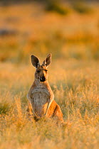 Red kangaroo (Macropus rufus) Seemore Downs, Kinclaven, Rawlinna, Western Australia, Australia.