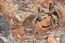 Black-footed rock-wallaby (Petrogale lateralis) pair fighting during courtship, Heavitree Gap, Alice Springs, Northern Territory, Australia.