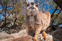 Mareeba rock-wallaby (Petrogale mareeba) close up of face, Granite Gorge, Mareeba, Queensland, Australia.