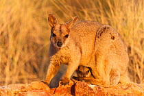 Purple-necked rock-wallaby (Petrogale purpureicollis) mother with joey in pouch, Mount Isa, Queensland, Australia.