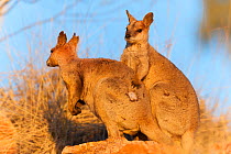 *Purple-necked rock-wallaby (Petrogale purpureicollis) pair, one with hair loss, Mount Isa, Queensland, Australia.