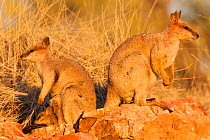 Purple-necked rock-wallaby (Petrogale purpureicollis) mother and joey with male, Mount Isa, Queensland, Australia.