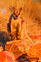 Purple-necked rock-wallaby (Petrogale purpureicollis) mother with joey in pouch, Mount Isa, Queensland, Australia.