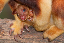 Buergers' Tree Kangaroo (Dendrolagus goodfellowi buergersi) mother with baby in pouch. Captive native to Papua New Guinea. Endangered species.