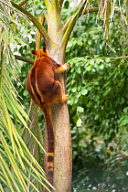 Buergers' Tree Kangaroo (Dendrolagus goodfellowi buergersi) climbing tree. Captive native to Papua New Guinea. Endangered species.