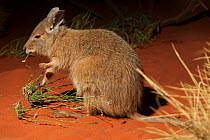 Rufous hare-wallaby (Lagorchestes hirsutus) profile at night, captive at Desert Park, Alice Springs, Northern Territory, Australia. Vulnerable species.