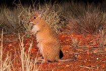 Rufous hare-wallaby (Lagorchestes hirsutus) at night, captive at Desert Park, Alice Springs, Northern Territory, Australia. Vulnerable species.