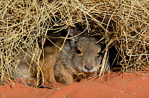 Rufous hare-wallaby (Lagorchestes hirsutus) in burrow, captive at Desert Park, Alice Springs, Northern Territory, Australia. Vulnerable species.