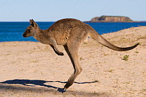 Eastern grey kangaroo (Macropus giganteus) jumping on beach, Pebbly Beach, Ulladulla, New South Wales, Australia.