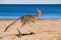 Eastern grey kangaroo (Macropus giganteus) on beach, Pebbly Beach, Ulladulla, NSW, Australia.