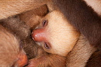Hoffmann's Two-toed Sloth (Choloepus hoffmanni) baby sleeping in rehabilitation centre, Aviarios del Caribe, Limon, Costa Rica. Captive, native to South and Central America.