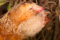 Pygmy anteater (Cyclopes didactylus) sleeping, Huachipa Zoo, Lima, Lima, Peru. Captive, native to South and Central America.