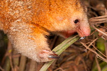 Pygmy anteater (Cyclopes didactylus) Huachipa Zoo, Lima, Lima, Peru. Captive, native to South and Central America.