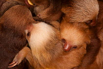 Hoffmann's Two-toed Sloth (Choloepus hoffmanni) babies sleeping in rehabilitation centre, Aviarios del Caribe, Limon, Costa Rica. Captive, native to South and Central America.