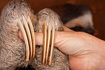 Brown-throated Three-toed Sloth (Bradypus variegatus) close up of claws in rehabilitation centre, Aviarios del Caribe, Limon, Costa Rica. Captive, native South America..