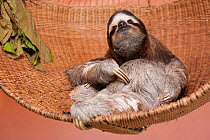 Brown-throated Three-toed Sloth (Bradypus variegatus) resting in hammock in rehabilitation centre, Aviarios del Caribe, Limon, Costa Rica. Captive, native South America..