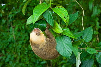 Hoffmann's Two-toed Sloth (Choloepus hoffmanni) climbing on branch, Panama City, Panama. Captive.