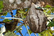 Brown-throated Three-toed Sloth (Bradypus variegatus)  back, Bolivia