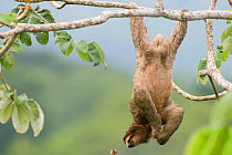 Brown-throated Three-toed Sloth (Bradypus variegatus) hanging from back legs, Panama.