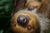 Southern Two-toed Sloth (Choloepus didactylus) mother and baby, captive at Singapore Zoo. Native to South America.