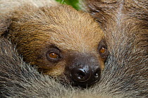 Southern Two-toed Sloth (Choloepus didactylus) looking over shoulder, captive at Singapore Zoo. Native to South America.