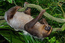 Southern Two-toed Sloth (Choloepus didactylus) climbing, captive at Singapore Zoo. Native to South America.
